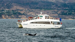 Whale Watching Dolphin